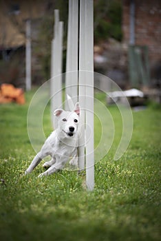 Agility sport for dogs. Preparation for the races in Aglity. Agility sport.