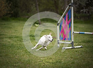 Agility sport for dogs. Preparation for the races in Aglity. Agility sport.