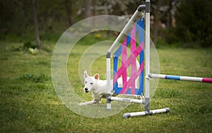 Agility sport for dogs. Preparation for the races in Aglity. Agility sport.