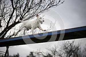 Agility sport for dogs. Preparation for the races in Aglity. Agility sport.