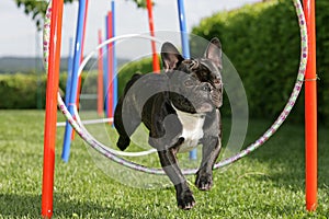 Agility training photo