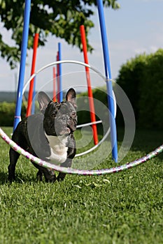 Agility training photo