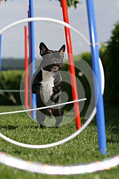 Agility training photo