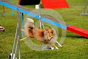 Agility training