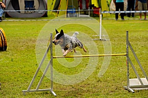 Agility training