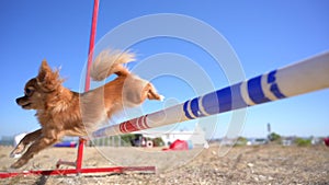 agility training outdoors activity of small chihuahua dog jumping over high barrier on blue sky background in summer