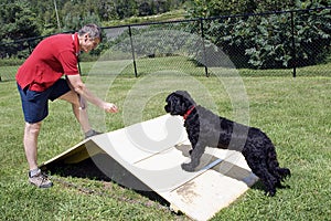 Agility Training - Portuguese Water Dog photo