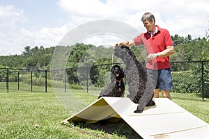 Agility Training - Portuguese Water Dogs