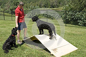 Agility Training - Portuguese Water Dogs photo