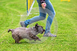 Agility training with a terrier