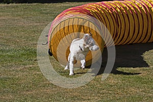 Agility tunnel