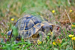 Aging, ancient, animal, baby turtle, background, beach, biology, born, brown, close, closeup, coldblooded, dive hawaii, ecology, e photo