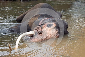 Aging Asian Bull Elephant tusker in the river in Pinnawala Sri Lanka