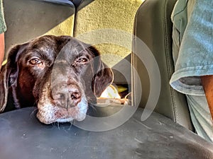 Aging Chocolate Labrador Retriever in car next to arm of owner