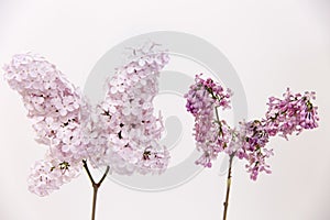 Aging concept. Fresh lilac branch vs faded, dry, wilted lilac branch