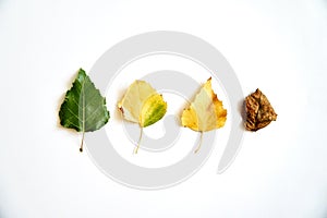 Aging leaves in progress, life cycle. Autumn arrives - september october. Isolated