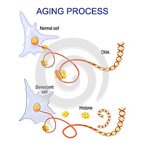 Aging process into cells. chromatin, DNA and histones