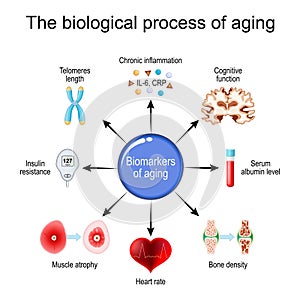 aging process. Frailty Biomarkers photo