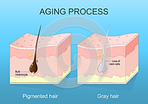 aging process. Graying hair