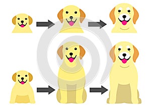 Aging process of Labrador Retriever