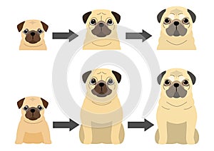 Aging process of Pug