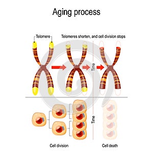 Aging process. Telomeres shorten, and cell division stops photo