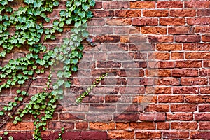 Aging red brick wall with lush green vines ivy, plant growing on left side, background asset