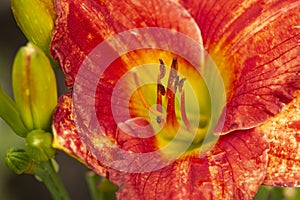 Aging red daylily flower in South Windsor, Connecticut in summertime