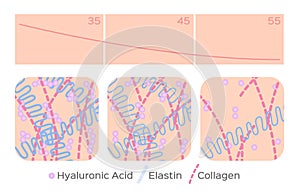 Aging skin level / hyaluronic acid / elastin / collagen