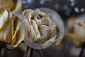 Aging wilting yellow roses in a bouquet photo