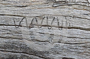 Aging wood log with wriggly animal mark