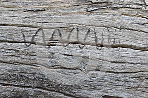 Aging wood log with wriggly animal mark photo
