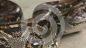 Agitated boa constrictor, Costa Rica, C. America