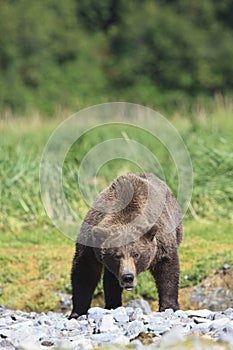 Agitated brown bear boar displaying warning signs photo