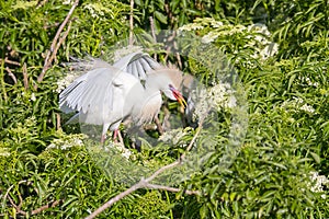 Agitated Cattle Egret In The Branches