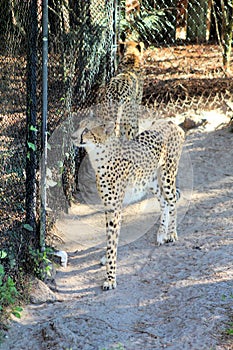 Agitated Cheetahs photo