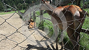 Agitated deer in captivity 4K