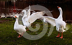 Agitated geese photo
