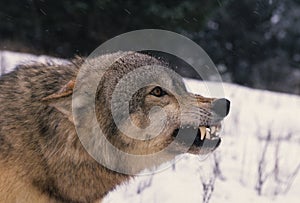 Agitated Gray Wolf