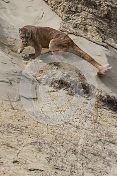 Agitated lion swatting ground with paw photo