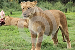 Agitated Lioness