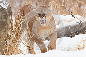 Agitated mountain lion