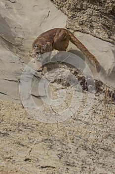 Agitated mountain lion stalking on ledge