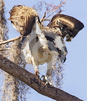 Agitated Osprey at Circle B Bar Reserve