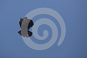Agitated redwing blackbird displaying against a blue sky in Conn