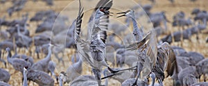 Agitated Sandhill Cranes Squabble and Squawk