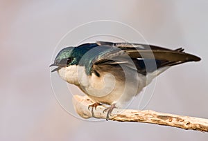 Agitated Tree Swallow photo