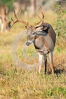 An agitated whitetail buck looking for a fight photo