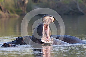 Agitated yawn from hippopotamus