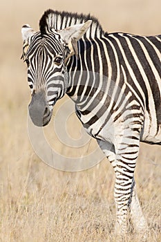 Agitated zebra with ears back